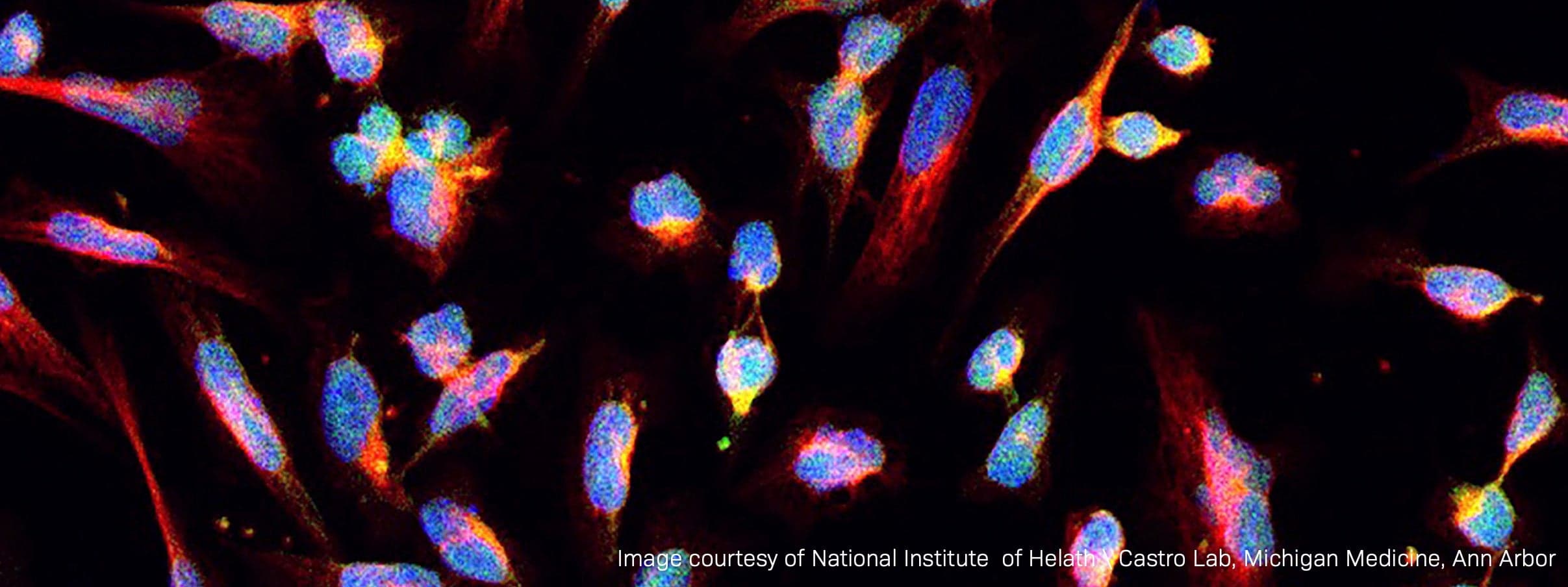 ARO's RadOnc Student Scan eNewsletter